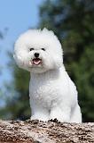 BICHON FRISE 419